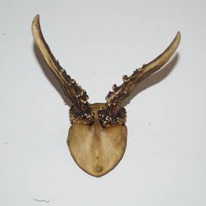 Podložky pod trofeje - staré