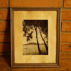 Obrázek - foto stromy