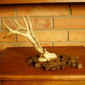 Trofej - parůžky na štítku
